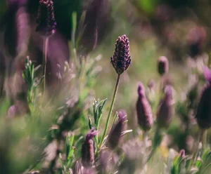 flores moradas de tomillo