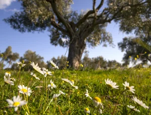 Detalle margaritas en pradera fondo encina