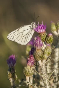 Detalle mariposa blanca sobre flor morada fondo difuso