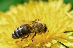 abeja sobre flor amarilla