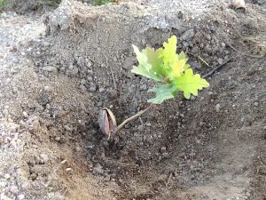 brote de árbol en hueco de arena