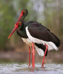 dos cigüeñas negras con picos y patas rojas