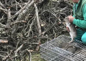 jaula, leña y persona con conejo