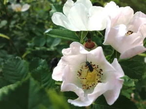 insecto sobre flor blanca y hojas verdes