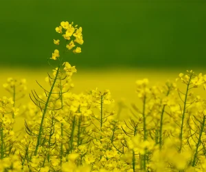 campo flores amarillas fondo verde difuminado