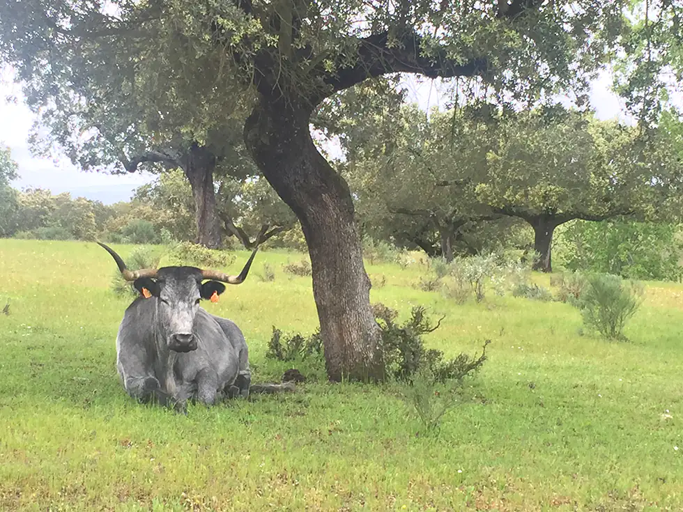 vaca bajo encina sobre hierba verde
